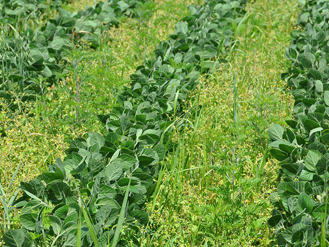 Weeds clog the rows of a soybean field in central Pennsylvania. The region&#039;s farmers are facing the same herbicide-resistant fight as their brethren in the Midwest and South. (DTN photo by Emily Unglesbee) 